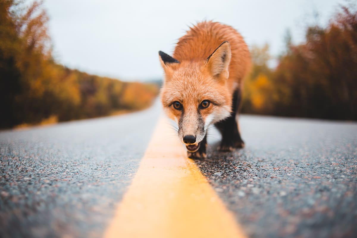atropello de animales